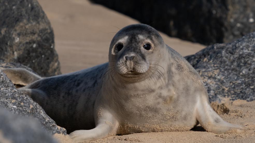 Seal on a beach