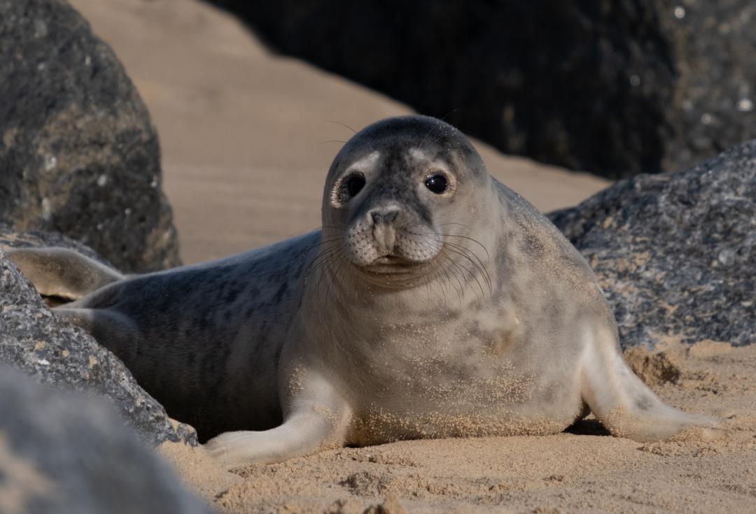Seal on a beach